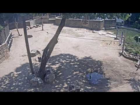 Aquarium at Budapest Zoo live webcam showcasing colorful aquatic life in Budapest Hungary