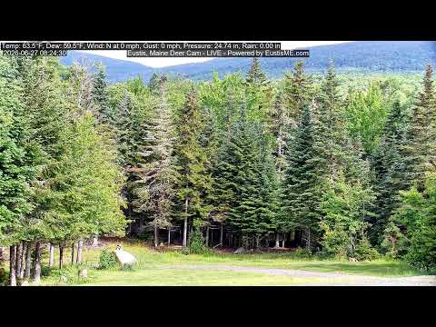 Eustis Deer Cam showing deer in the natural Maine forest habitat live