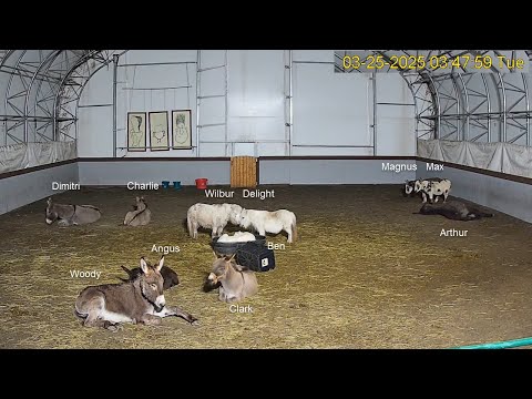 Goldy’s Farm Massachusetts live webcam showing farm animals and rural landscape