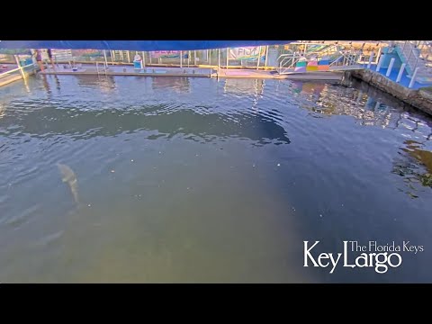Courtyard Key Largo live webcam showing tropical Florida Keys scenery and ocean views