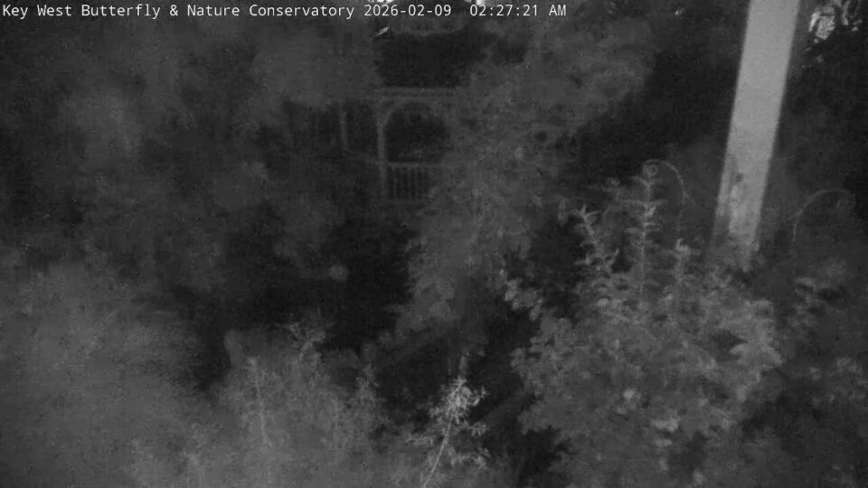 Key West Live Webcam – Ocean Key Resort & Sunset Key, Florida