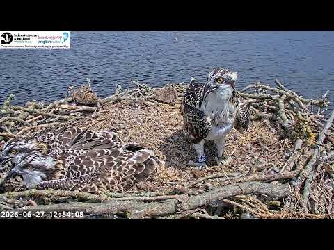Live view of LRWT Rutland Osprey Nest showing ospreys in Rutland England