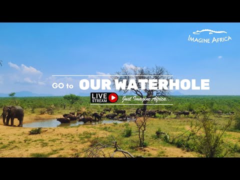 Live Africa Waterhole Webcam showing wildlife at Limpopo waterhole in South Africa