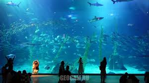 Aqua Planet Jeju Live Webcam – Aquarium, South Korea