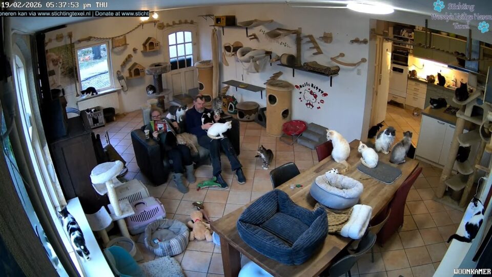 Woody’s Safe Haven Texel Cats Live Webcam, Netherlands
