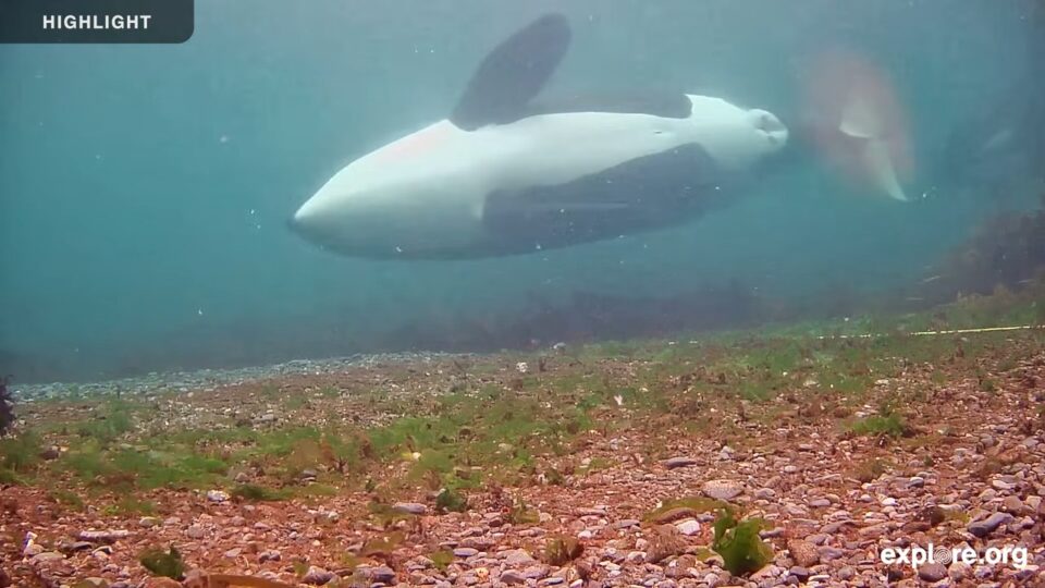 Orca Rubbing Beach Live Webcam – Johnstone Strait, Canada