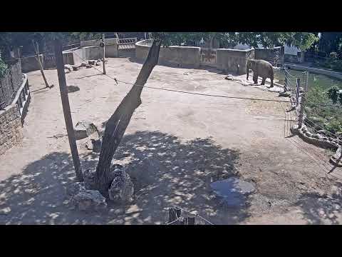 Budapest Allatkert Live Webcam showing South American animal enclosure in Budapest Zoo