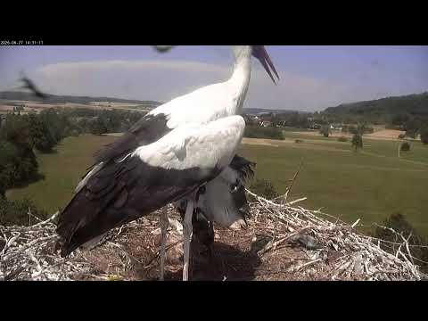 Storchennest Lindheim live webcam showing storks nesting in Lindheim, Germany